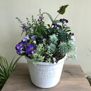 【シックな色合いの大人の寄せ植え】季節の寄せ植え 鉢植え プランター 苗 寄せ植え おしゃれ かわいい 華やか プレゼント ギフト ガーデン 新築祝い 開店祝い 季節の花 花の競演 園芸 春 夏 秋 屋外 玄関 鉢 送料無料