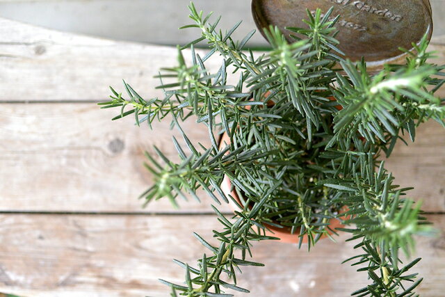 【鉢植えローズマリー】鉢花 観葉植物 ギフト プレゼント ハーブ 耐寒性 寒さに強い 育てやすい おしゃれ 虫よけ ハーブ 鉢植え その1