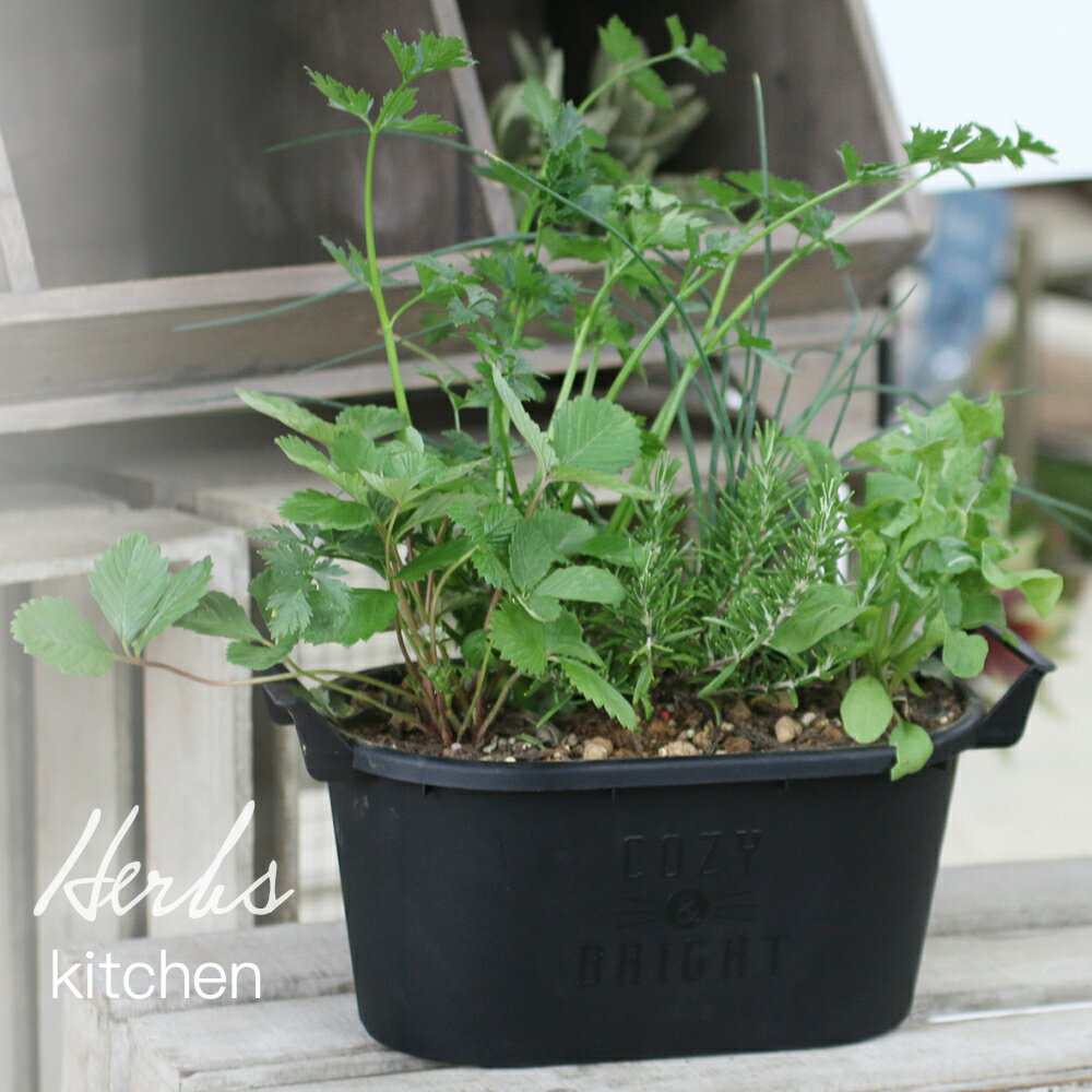 母の日の寄せ植えハーブ寄せ植え【キッチン】おうち時間を楽しもう スパイスハーブ 香りづけ ひと手間 料理 飲用 園芸 装飾 寄せ植え 母の日 プレゼント ギフト 贈り物