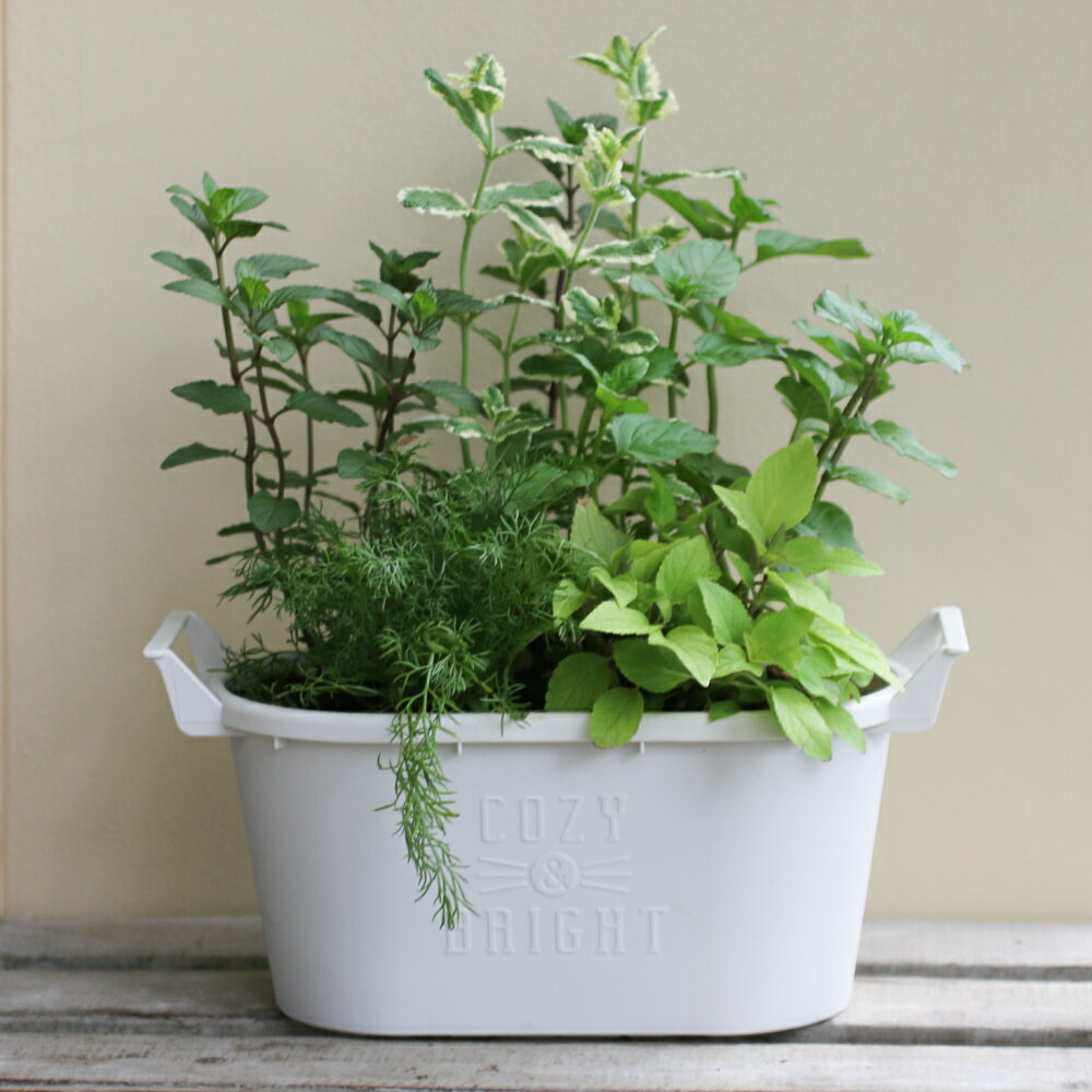 ハーブ寄せ植え【ティー】ハーブティー おうち時間を楽しもうアロマ 癒し リラック...
