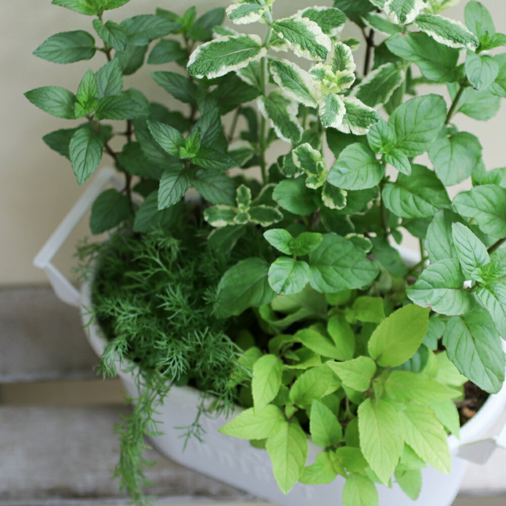 ハーブ寄せ植え【ティー】ハーブティー おうち時間を楽しもうアロマ 癒し リラック...
