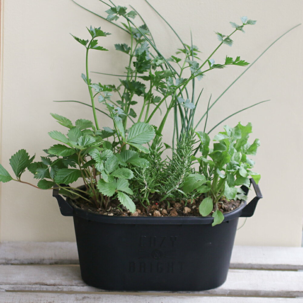 ハーブ寄せ植え【キッチン】おうち時間を楽しもう スパイスハーブ 香りづけ ひと手...