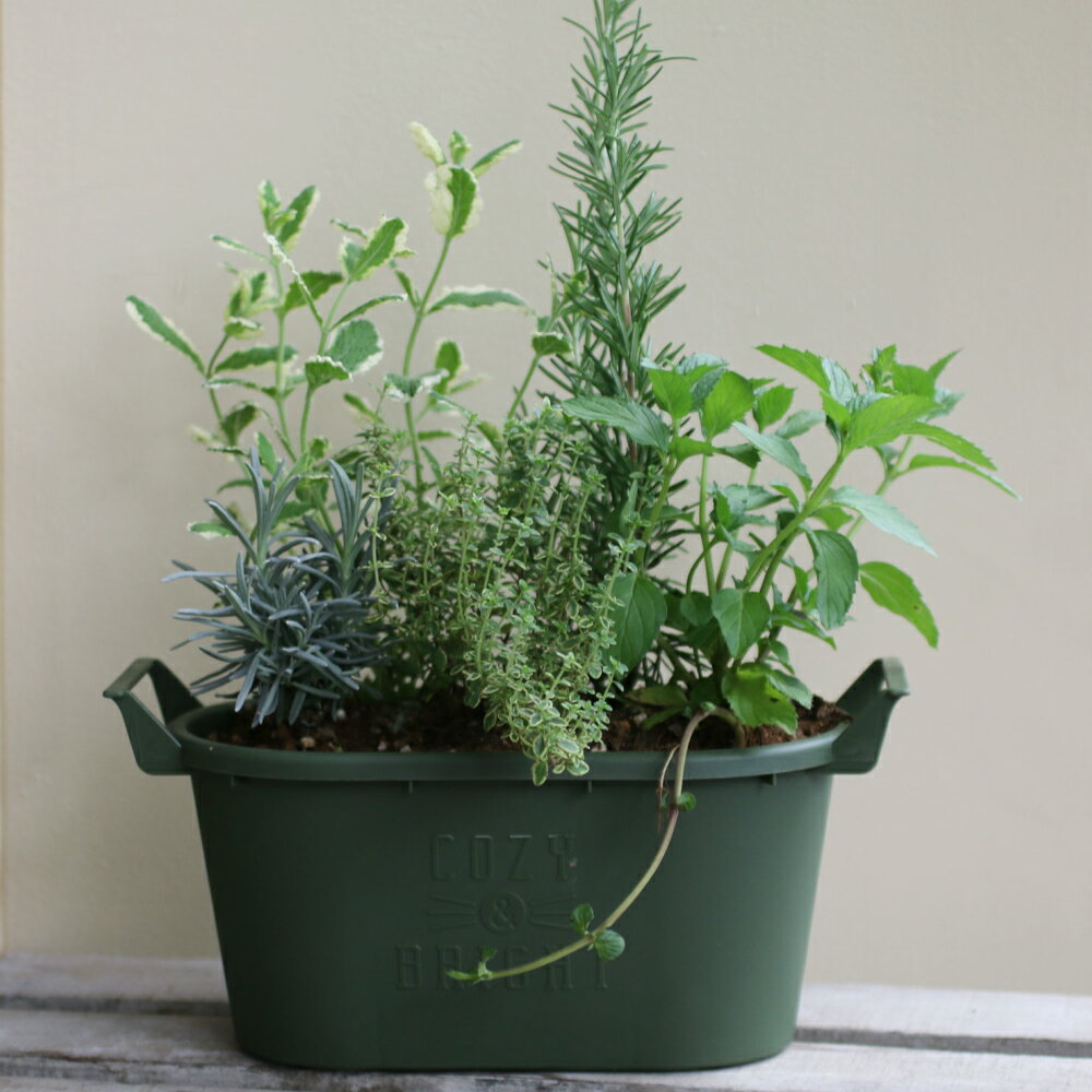 【花のまちころぼっくる】ハーブ寄せ植え【おすすめ】スパイス アロマ 香り リラッ...