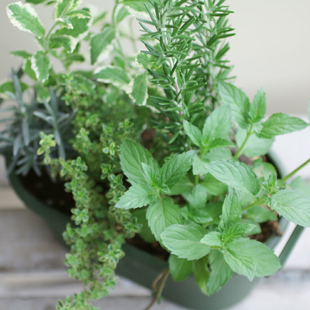 【花のまちころぼっくる】ハーブ寄せ植え【おすすめ】スパイス アロマ 香り リラッ...
