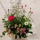 母の日【ピンクの優しいお花の寄せ植え】季節の寄せ植え 寄せ植え おしゃれ ガーデン ※母の日、お正月などの繫忙期のラッピングはお受けしておりません...