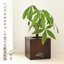 【花のまちころぼっくる】22℃オリジナル観葉植物入り木製花器セット 【ブラウン・ツヤありタイプ】【パキラ】