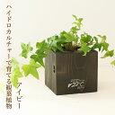 アイビー 【花のまちころぼっくる】22℃オリジナル観葉植物入り木製花器セット 【ブラック・ツヤなしタイプ】【アイビー】