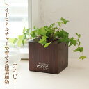【花のまちころぼっくる】22℃オリジナル観葉植物入り木製花器セット 【ブラウン・ツヤありタイプ】【アイビー】