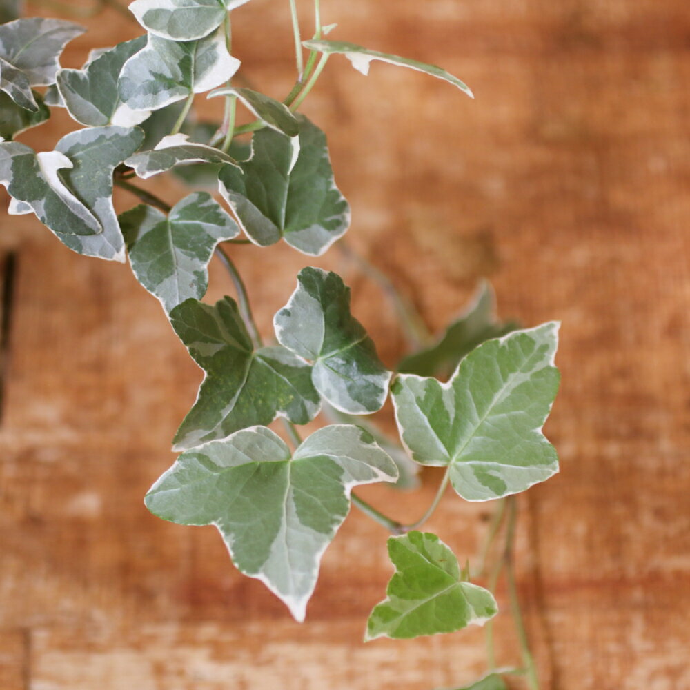 ���ɼ��ʥ����ӡ����Ϥ��ۥ����ӡ� �ʥإǥ�˥��졼���㡼 3��ݥå��� ���ߥ������ �����ӡ��Υץ� �������Υ����ӡ������ǥ˥� ���Ť��� ������� ���꡼��꡼�� ���տ�ʪ ����ƥꥢ ����� ��Ƥ䤹�� ���� �Ѵ��� �����˶���