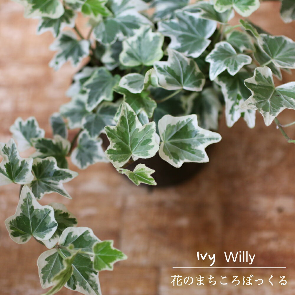 【ベストコレクション】 観葉 植物 アイビー 風水 346618 Jpdiamukpictqon3