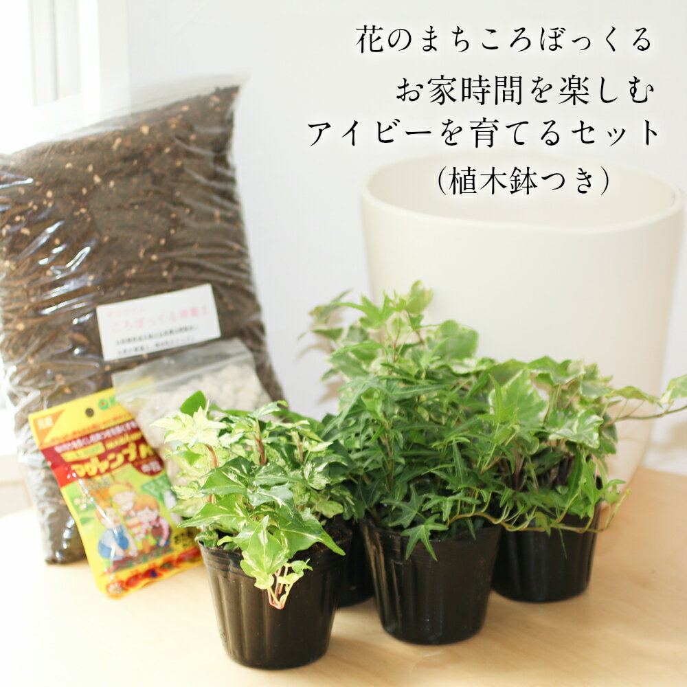 アイビー 【あす楽】今日から始めるアイビーの寄せ植えセット キット 風水効果 グリーン ガーデニング アレンジ 緑葉 斑入り葉 観葉植物　鉢植え　贈り物　模様替え お祝い プレゼント ギフト 風水 グリーンインテリア ツル植物 寄せ植え 耐寒性 冬 風水効果