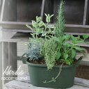 【花のまちころぼっくる】ハーブ寄せ植え【おすすめ】スパイス アロマ 香り リラックス 癒しハーブ5種 ガーデニング 食用 飲用 園芸 装飾 寄せ植えおうち時間を...