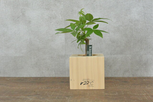 【木製花器セット パキラ 中】木製花器 観葉植物 パキラ