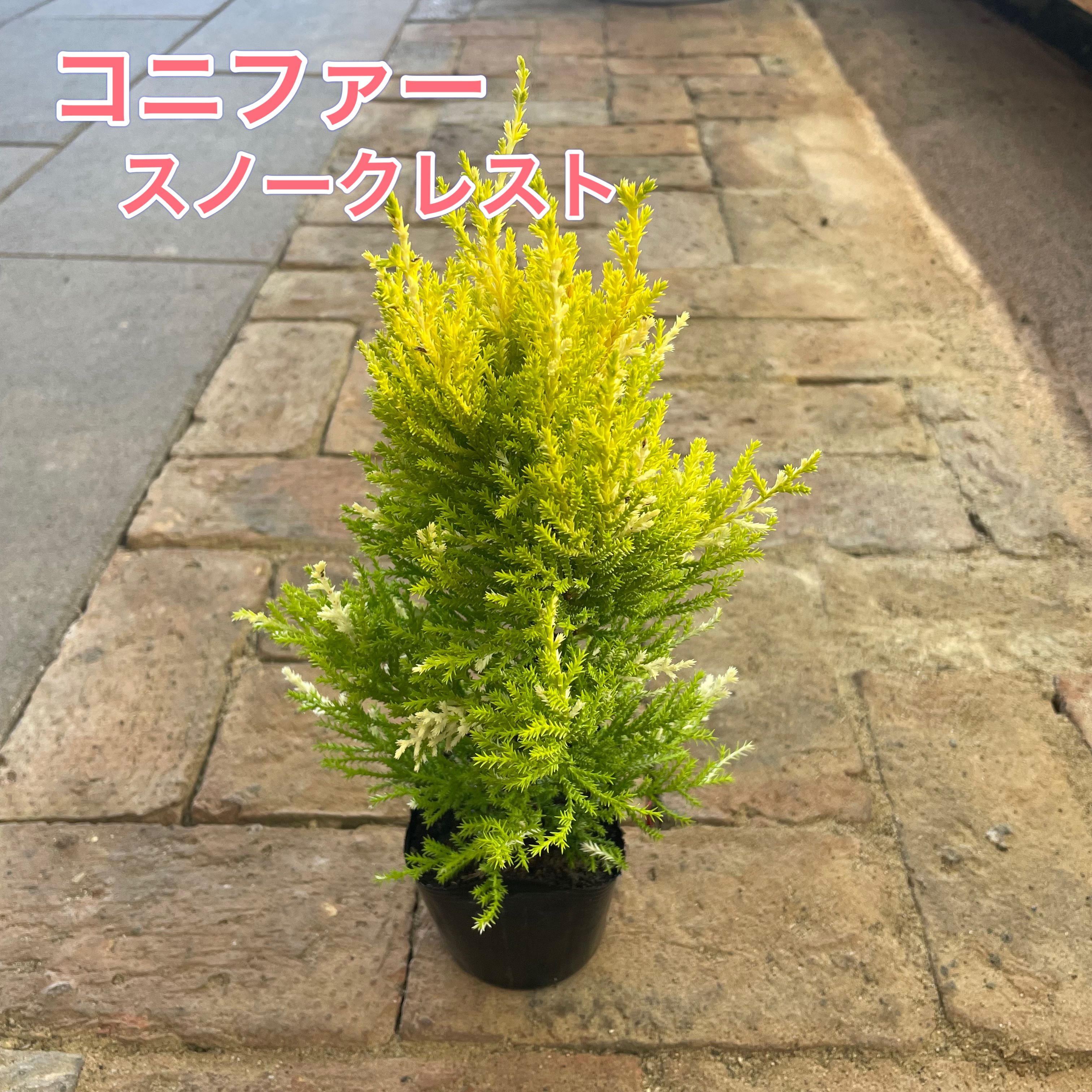 【数量限定】コニファー スノークレスト 耐寒性常緑高木 耐寒性 寒さに強い 庭植え 鉢植え 庭木 おしゃれ 日向 強健 栽培容易 育てやすい 宿根草 斑入り葉 クリスマス クリスマスツリー 希少品種 珍しい品種