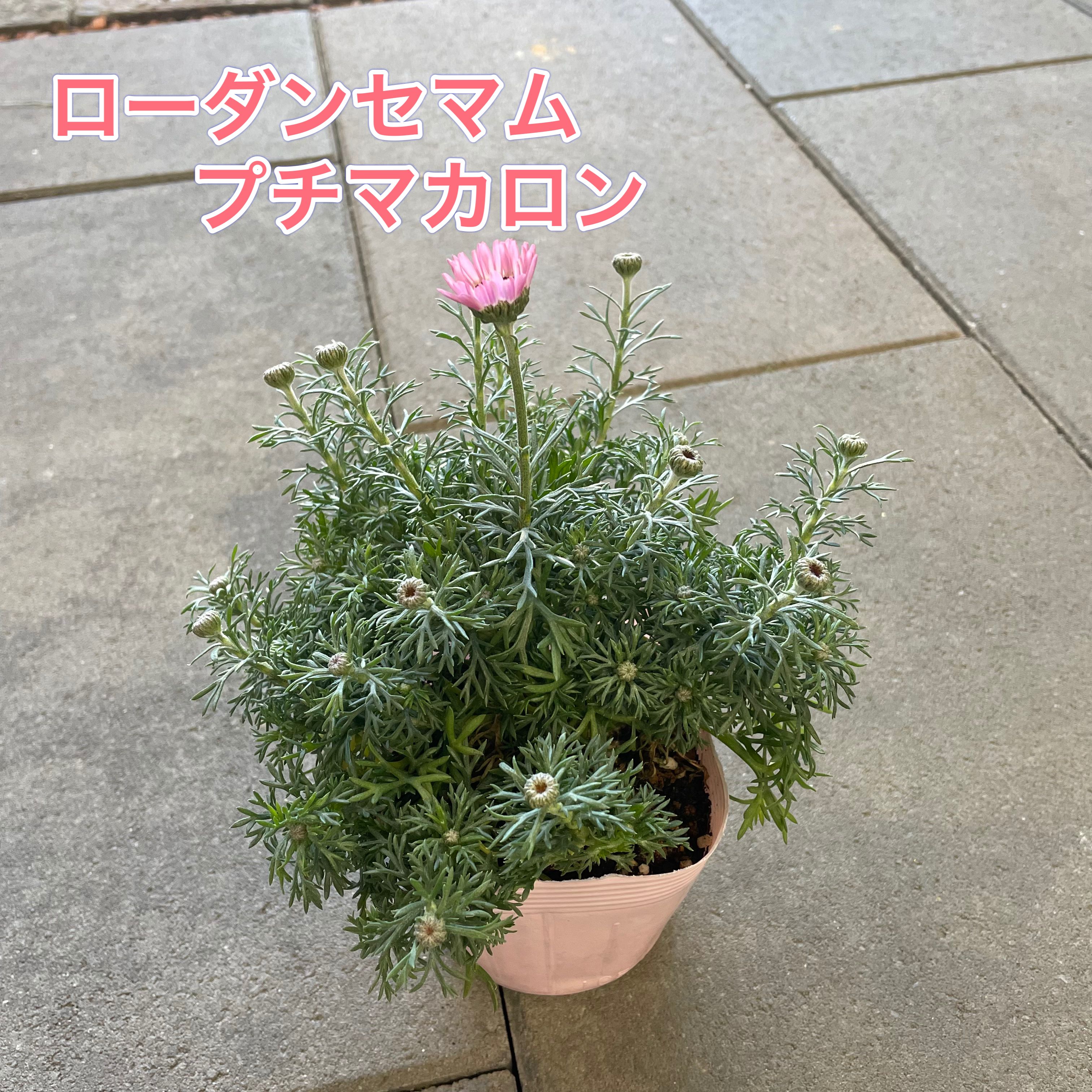 【1点から注文可能！】ローダンセマム プチマカロン 3.5号ポット苗 蕾がたくさん 苗 花苗 ピンクの花 シルバー シルバーリーフ おしゃれ 個性的 寄せ植え 鉢植え ハンキングバスケット ガーデニング 花壇 庭植え 耐寒性 丈夫 冬 春のサムネイル