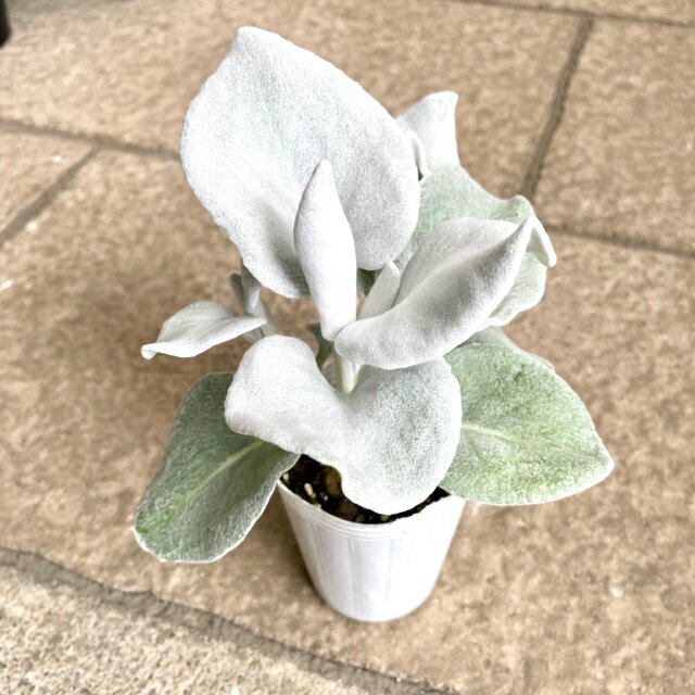セネシオ エンジェルウィングス 2.5号ポット苗シルバーリーフ カラーリーフ おしゃれ 花苗 花壇 寄せ植え ハンギングバスケット 耐寒性 耐暑性 シロタエギク 丈夫 育てやすい 希少品種のサムネイル