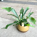 コウモリラン(ビカクシダ)観葉植物グリーンインテリア インテリア おしゃれ 個性的 鉢植え 丈夫で育てやすい 新築祝 誕生日 贈り物 ギフト 受皿付き