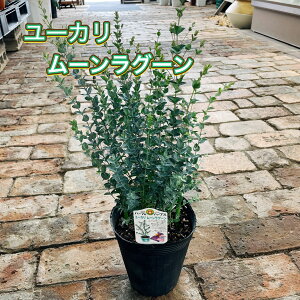 ユーカリ ムーンラグーン 5号ポット苗 苗 苗木 観葉植物 シンボルツリー シルバーリーフ おしゃれ ドライフラワー ポプリ アロマ 虫除け リラックス効果 アレンジメント 耐寒性 寒さに強い 常緑高木 芳香 プレゼント ギフト 贈り物 コンパクトに育てることができる