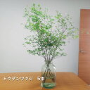 【いまなら延命剤2パックプレゼント付き!!】生花 ドウダンツツジ 5本 70cm〜80cm 枝物 生花 切り花 フレッシュ おしゃれ グリーン 枝 インテリア ...