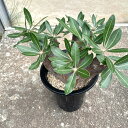 【Pachypodium パキポジューム　マカイエンセ】管理方法付き5号鉢 サボテン 多肉植物 希少 珍奇植物 レア 珍品 珍しい インテリア 観葉植物 グリーン 人気 おうち時間 プレゼント ギフト おしゃれ