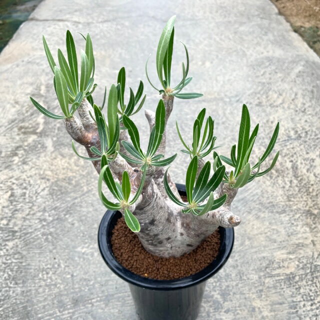 Pachypodium ѥݥ塼ࡡΥԥʥĥ۴ˡդ4.5ȭ ܥƥ ¿ʪ  ʪ 쥢   ...