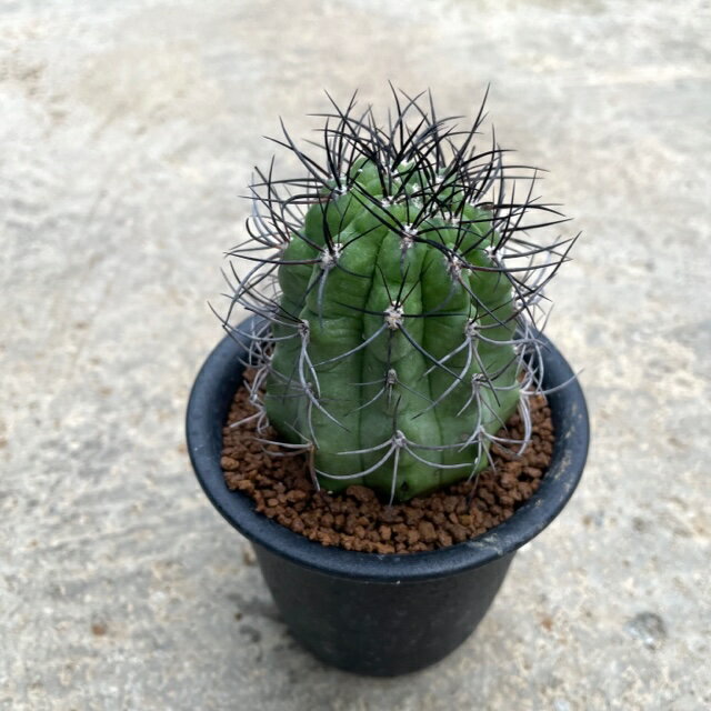 楽天市場】珍しい サボテン(サイズ(植木鉢)7 ~ 9号)(花 楽天市場】珍しい サボテン(サイズ(植木鉢)7 ~ 9号)(花