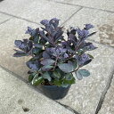 【お得な3点セット!】カラスバ ミセバヤ3号ポット苗 苗 花苗 寄せ植え 花壇 リーフ 丈夫 半日陰 日向 おしゃれ 多肉植物 多肉質 アクセント リーフ 耐寒...