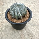 【Euphoria ユーホルビア 玉型ホリダ】管理方法付き3号鉢 サボテン 多肉植物 希少 珍奇植物 レア 珍品 珍しい インテリア 観葉植物 グリーン 人気 ...