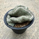 【Strombocactus ストロンボカクタス 菊水綴化（実）】管理方法付き4号鉢 サボテン 多肉植物 希少 珍奇植物 レア 珍品 珍しい インテリア 観葉植物 グリーン 人気 おうち時間 プレゼント ギフト おしゃれ 新生活 引っ越し 新築祝