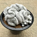 【Mammillaria マミラリア 姫春星綴化】管理方法付き4号鉢 サボテン 多肉植物 希少 珍奇植物 レア 珍品 珍しい インテリア 観葉植物 グリーン 人気 おうち時間 プレゼント ギフト おしゃれ 新生活 引っ越し 新築祝