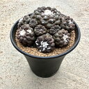 【Copiapoa コピアポア ピポガエア】管理方法付き3号鉢 サボテン 多肉植物 希少 珍奇植物 レア 珍品 珍しい インテリア 観葉植物 グリーン 人気 おうち時間 プレゼント ギフト おしゃれ 新生活 引っ越し 新築祝