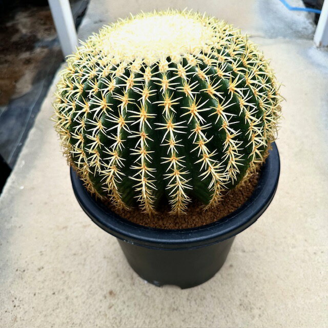 楽天市場】サボテン 金鯱(サイズ(花束・観葉植物・盆栽)ミニ 楽天市場】サボテン 金鯱(サイズ(花束・観葉植物・盆栽)ミニ