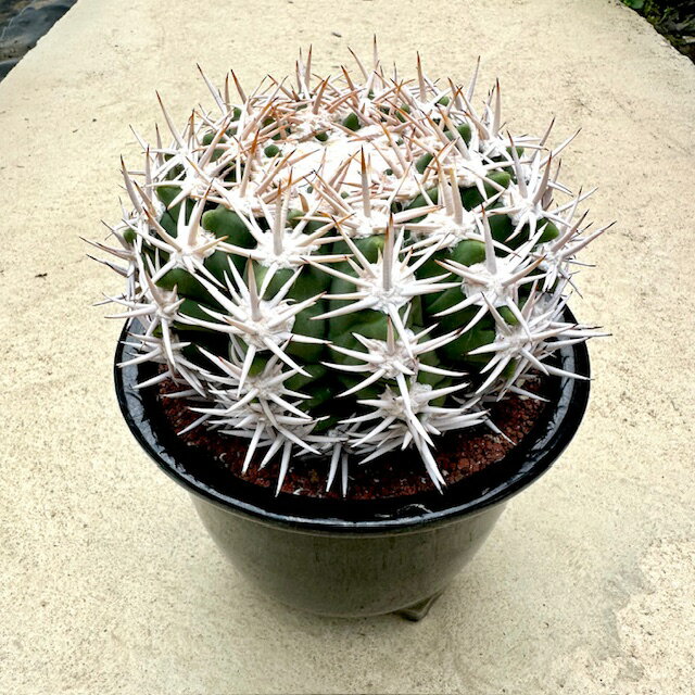 楽天市場】希少 サボテン(観葉植物|花・観葉植物):花 楽天市場】希少 サボテン(観葉植物|花・観葉植物):花