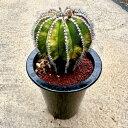 【Uebelmannia ユーベルマニア ユーベルマニア錦】管理方法付き5号鉢 サボテン 多肉植物 希少 珍奇植物 レア 珍品 珍しい インテリア 観葉植物 グ...