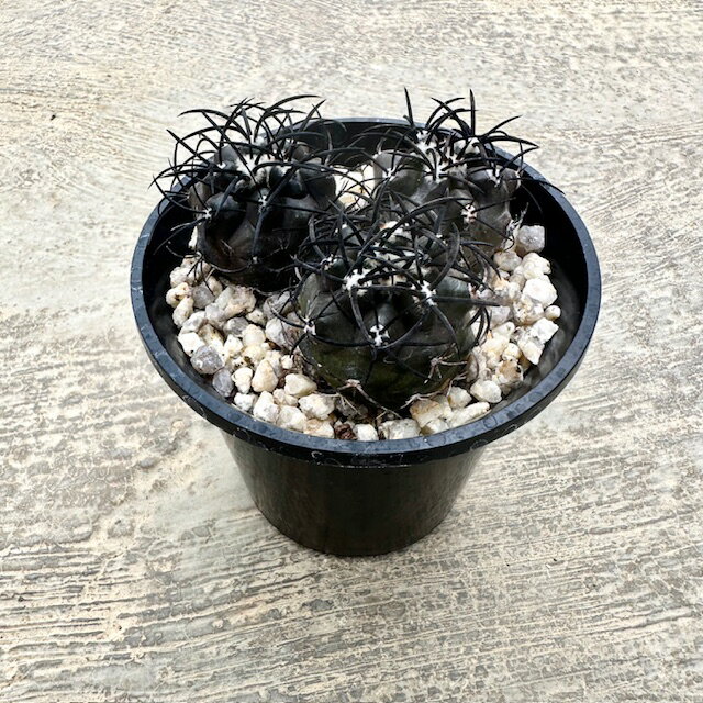 【Copiapoa ゴピアポア グリセオビオラセア（実）】管理方法付き3.5号鉢 サボテン 多肉植物 希少 珍奇植物 レア 珍品 珍しい インテリア 観葉植物 グリーン 人気 おうち時間 プレゼント ギフト おしゃれ 新生活 引っ越し 新築祝