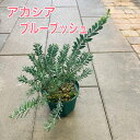 アカシア ブルーブッシュ青灰色の葉が美しい ドライフラワー 切り花 鉢植え 庭植え 半耐寒性 寒さに強い 常緑樹 カラーリーフ 観賞用 レモンイエローの花 花付き良い 葉が美しい ガーデニング プレゼント ギフト 贈り物 おしゃれなシンボルツリー おしゃれ ミモザの日