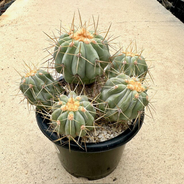 【Copiapoa ゴピアポア ギガンティア】管理方法付き4.5号鉢 サボテン 多肉植物 希少 珍奇植物 レア 珍品 珍しい インテリア 観葉植物 グリーン 人気 おうち時間 プレゼント ギフト おしゃれ 新生活 引っ越し 新築祝