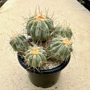 【Copiapoa ゴピアポア ギガンティア】管理方法付き4.5号鉢 サボテン 多肉植物 希少 珍奇植物 レア 珍品 珍しい インテリア 観葉植物 グリーン 人...
