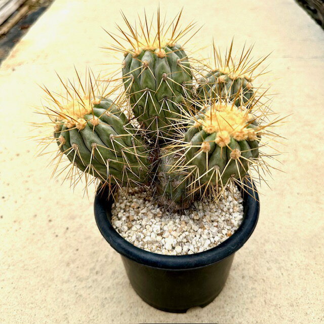 Copiapoa ԥݥ ƥ۴ˡդ4.5ȭ ܥƥ ¿ʪ  ʪ 쥢   ƥꥢ ...