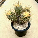 【Copiapoa ゴピアポア ギガンティア】管理方法付き4.5号鉢 サボテン 多肉植物 希少 珍奇植物 レア 珍品 珍しい インテリア 観葉植物 グリーン 人気 おうち時間 プレゼント ギフト おしゃれ 新生活 引っ越し 新築祝