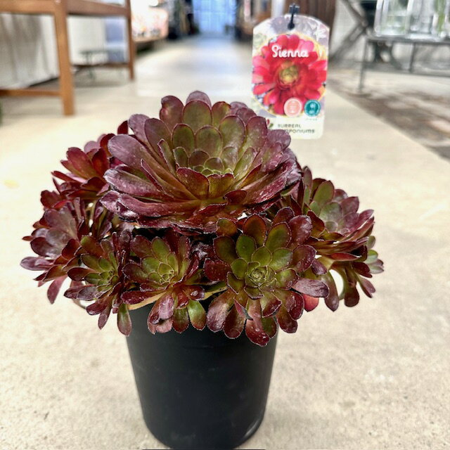 【希少品種・数量限定】管理方法付き5号鉢 多肉植物 希少 珍奇植物 レア 珍品 珍しい インテリア 観葉植物 グリーン 人気 おうち時間 プレゼント ギフト おしゃれ 新生活 引っ越し 新築祝 母の日のサムネイル