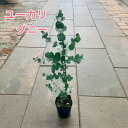 【ユーカリ グニー】3号ポット苗 苗 苗木 観葉植物 シンボルツリー シルバーリーフ おしゃれ ドライフラワー ポプリ アロマ 虫除け リラックス効果 アレンジ...