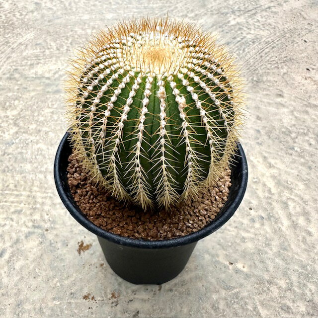 【Uebelmannia ウエベルマニア フラビスビナ（実）】管理方法付き3号鉢 サボテン 多肉植物 希少 珍奇植物 レア 珍品 珍しい インテリア 観葉植物 グリーン 人気 おうち時間 プレゼント ギフト おしゃれ 新生活 引っ越し 新築祝