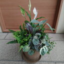 【観葉植物の寄せ植え】受け皿付き 季節の観葉植物の寄せ植え・誕生日・ガーデン・プレゼント・贈り物・ギフト・セット・苗・おしゃれな寄せ植え・鉢植え 夏 秋 玄関 ...