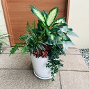 【観葉植物の寄せ植え】受け皿付き 季節の観葉植物の寄せ植え・誕生日・ガーデン・プレゼント・贈り物・ギフト・セット・苗・おしゃれな寄せ植え・鉢植え 夏 秋 玄関 ...
