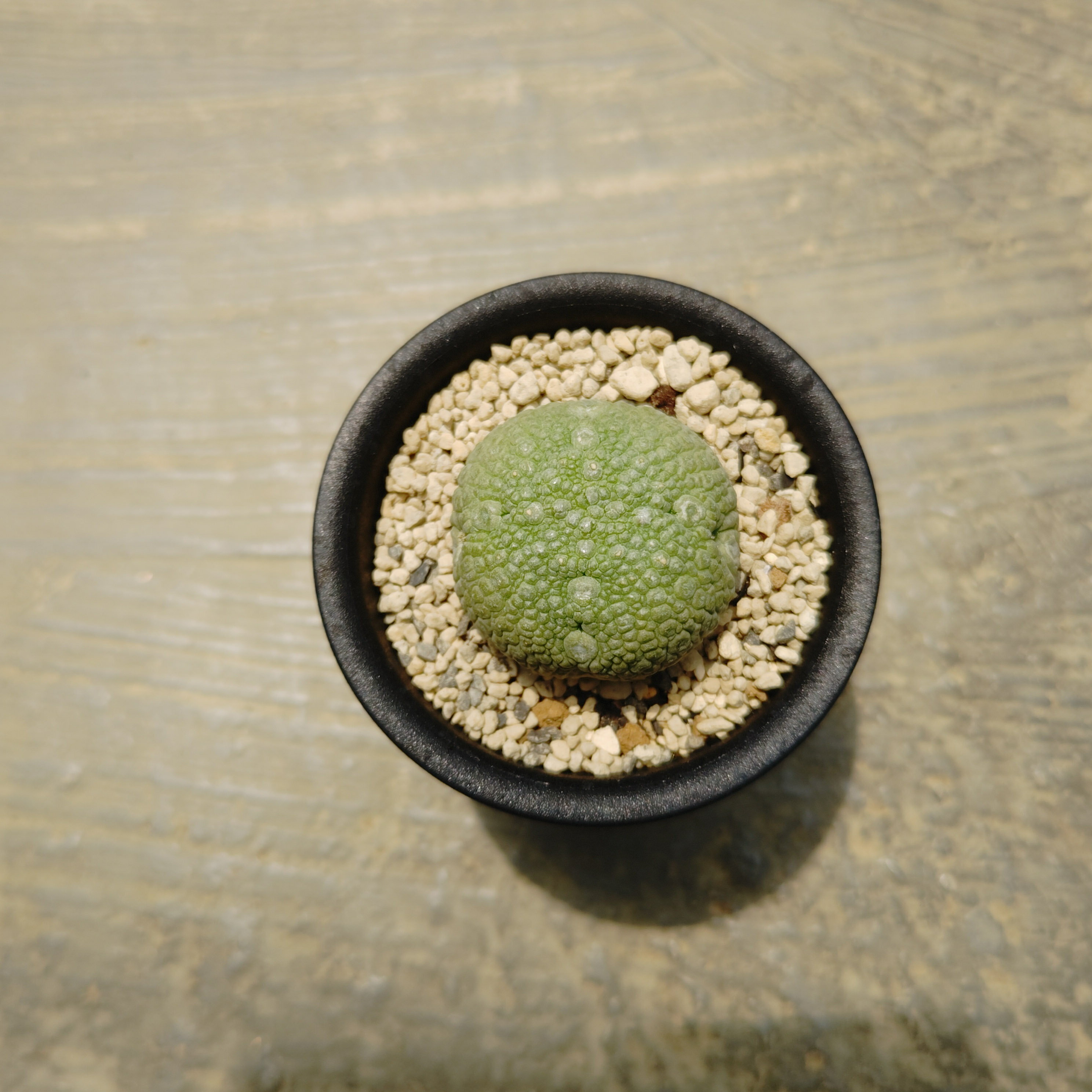 【プセウドリトス ミグイルティヌス】管理方法付き3.5号鉢 サボテン 多肉植物 希少 珍奇植物 レア 珍品 珍しい インテリア 観葉植物 グリーン 人気 おうち時間 プレゼント ギフト おしゃれ 新生活 引っ越し 新築祝のサムネイル