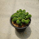 【ユーフォルビア スザンナエ】管理方法付き3.5号鉢 サボテン 多肉植物 希少 珍奇植物 レア 珍品 珍しい インテリア 観葉植物 グリーン 人気 おうち時間 ...