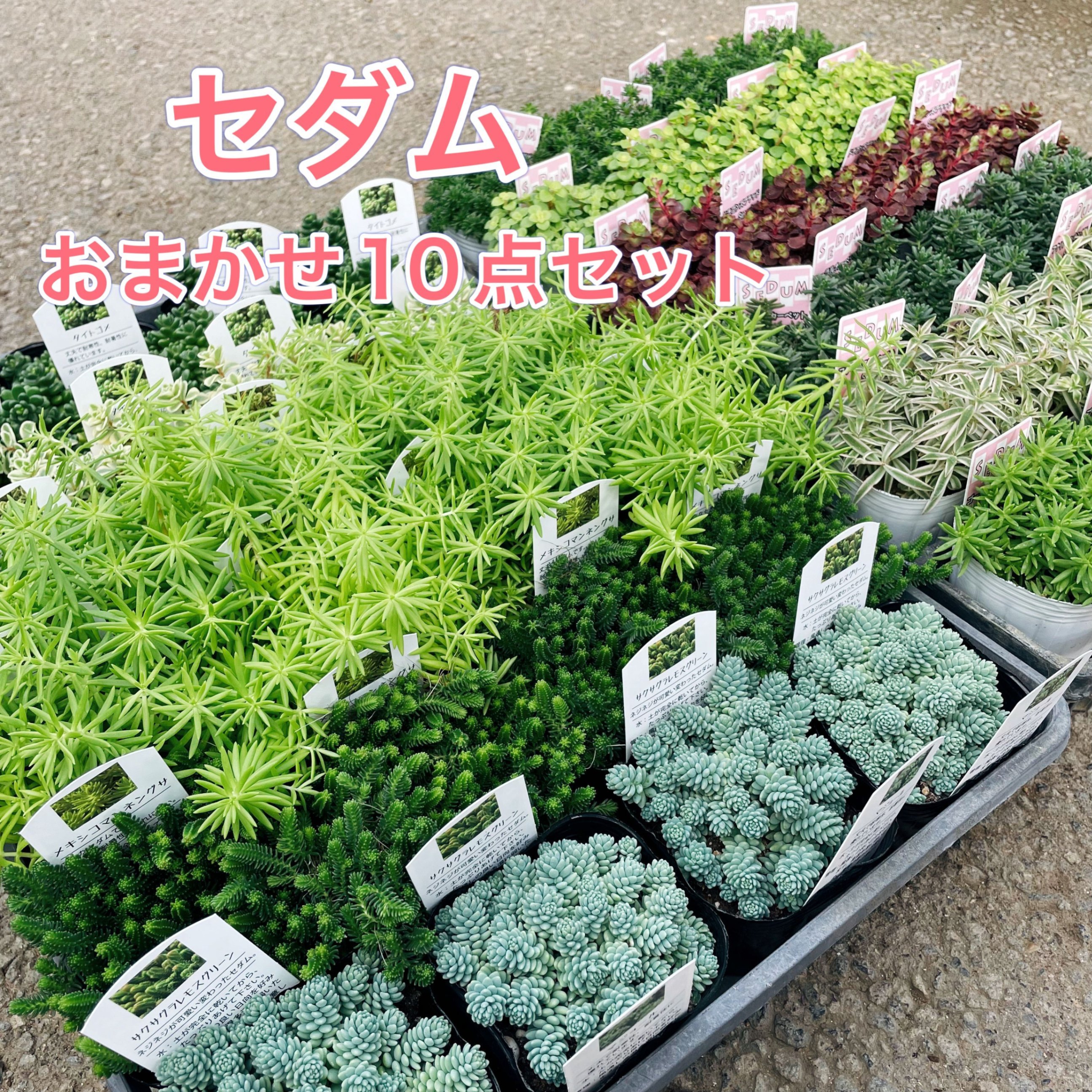 楽天市場】セダム 斑入りの通販 楽天市場】セダム 斑入りの通販