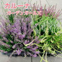 【お得な3点セット!】カルーナ 花色はおまかせ2.5号〜3号ポット苗 苗 花苗 寄せ植え ハンキングバスケット 花壇 リーフ 半日陰 日向 おしゃれ 秋色 秋 ...