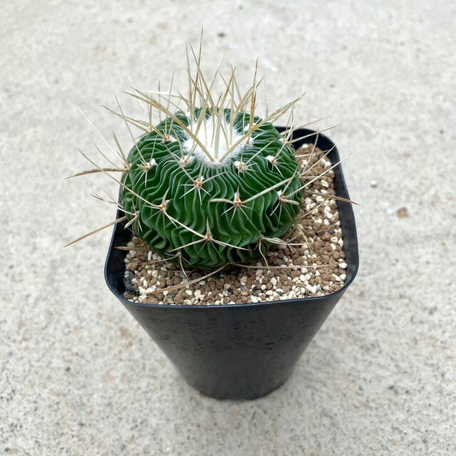 楽天市場】レア サボテンの通販